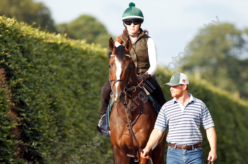 Yoshida-0007 
 American trained YOSHIDA on his way to the gallops in Newmarket ahead of his Royal Ascot challenge
Newmarket 14 Jun 2018 - Pic Steven Cargill / Racingfotos.com