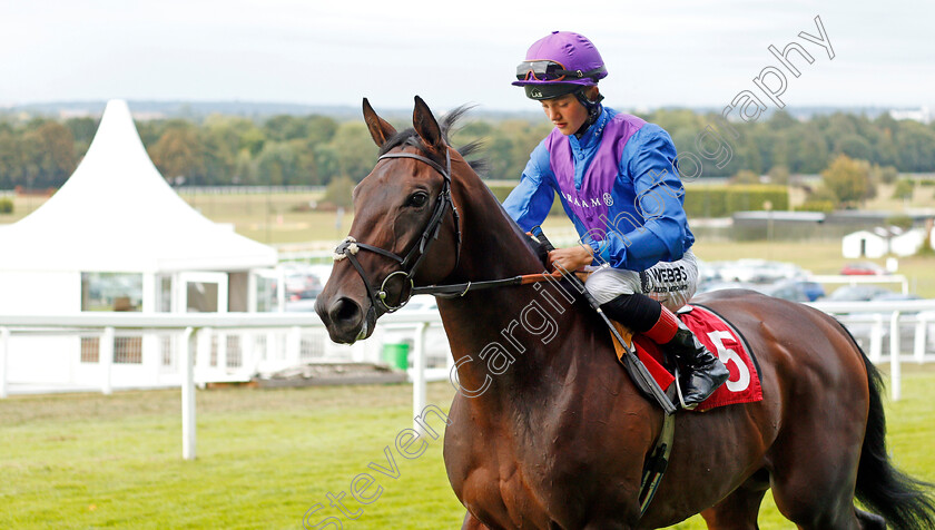 Dubai-Instinct-0001 
 DUBAI INSTINCT (Angus Villiers) before The Betway Casino Handicap
Sandown 31 Aug 2019 - Pic Steven Cargill / Racingfotos.com