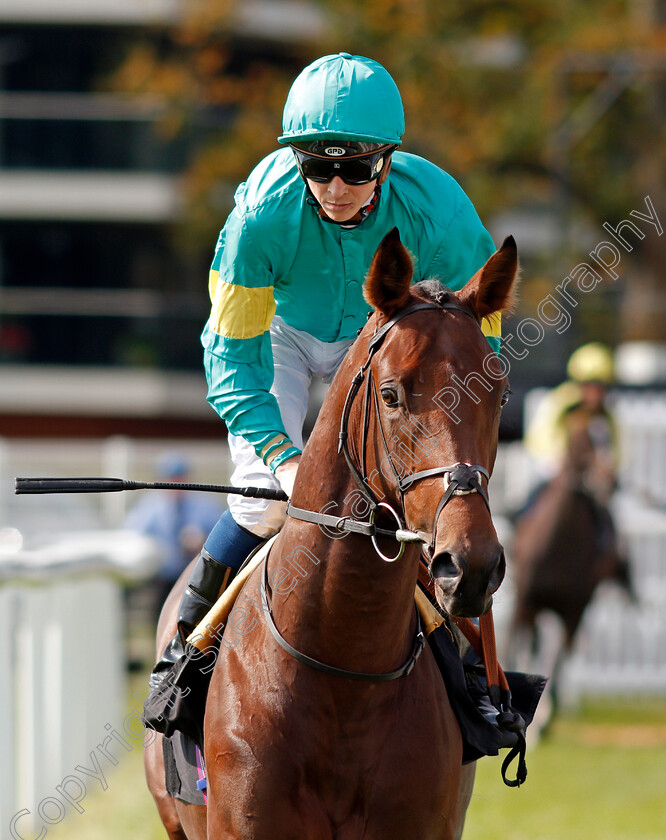 Face-Like-Thunder-0001 
 FACE LIKE THUNDER (David Probert) Newbury 23 Sep 2017 - Pic Steven Cargill / Racingfotos.com