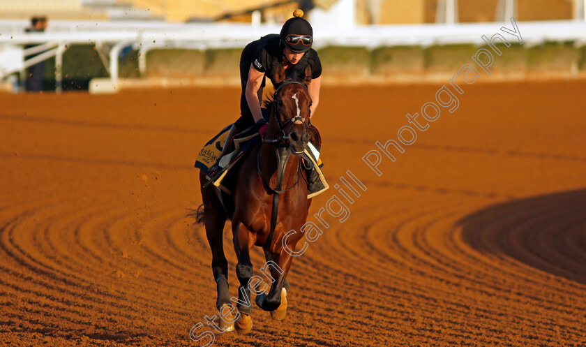 The-Foxes-0002 
 THE FOXES training for The Neom Turf Cup
King Abdulaziz Racecourse, Saudi Arabia 21 Feb 2024 - Pic Steven Cargill / Racingfotos.com