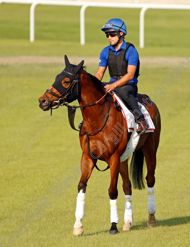 Barney-Roy-0004 
 BARNEY ROY exercising in preparation for Friday's Bahrain International Trophy
Sakhir Racecourse, Bahrain 18 Nov 2021 - Pic Steven Cargill / Racingfotos.com