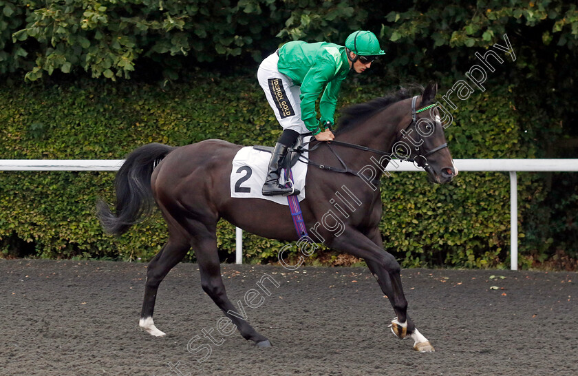 Boss-Dog-0001 
 BOSS DOG (George Wood)
Kempton 28 Aug 2024 - Pic Steven Cargill / Racingfotos.com