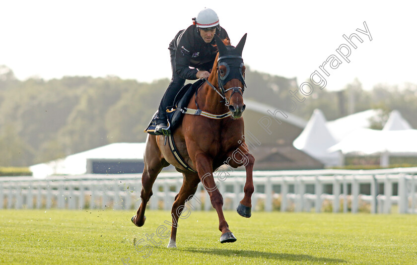 Nature-Strip-0008 
 NATURE STRIP - Australia to Ascot, preparing for the Royal Meeting.
Ascot 10 Jun 2022 - Pic Steven Cargill / Racingfotos.com