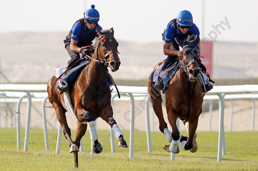 Zakouski-&-Barney-Roy-0003 
 ZAKOUSKI (left) and BARNEY ROY (right) exercising in preparation for Friday's Bahrain International Trophy
Sakhir Racecourse, Bahrain 16 Nov 2021 - Pic Steven Cargill / Racingfotos.com