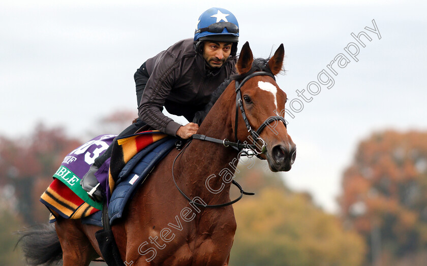 Enable-0012 
 ENABLE exercising ahead of the Breeders' Cup Turf
Churchill Downs 30 Oct 2018 - Pic Steven Cargill / Racingfotos.com