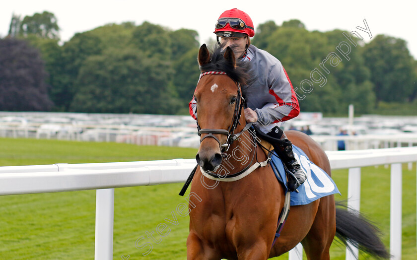 Bella-Kopella 
 BELLA KOPELLA (Rowan Scott)
York 11 Jun 2022 - Pic Steven Cargill / Racingfotos.com