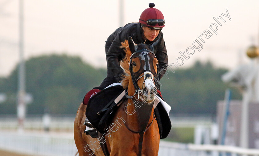 Galen-0002 
 GALEN training at the Dubai Racing Carnival
Meydan 22 Jan 2025 - Pic Steven Cargill / Racingfotos.com