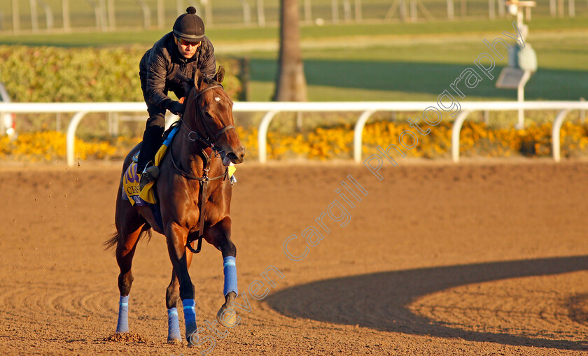 Mckinzie-0007 
 MCKINZIE training for The Breeders' Cup Classic
Santa Anita USA 31 Oct 2019 - Pic Steven Cargill / Racingfotos.com