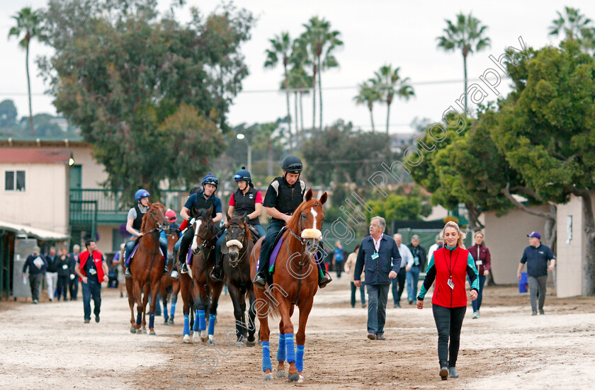 Ulysses-0002 
 ULYSSES training for The Breeders' Cup Turf, with groom Radka Hovadova, at Del Mar USA, 1 Nov 2017 - Pic Steven Cargill / Racingfotos.com