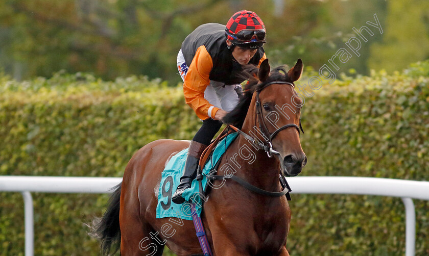 No-Mischief-0001 
 NO MISCHIEF (Trevor Whelan)
Kempton 8 Sep 2023 - Pic Steven Cargill / Racingfotos.com