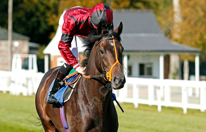 Mickydee-0002 
 MICKYDEE (Rossa Ryan)
Salisbury 1 Oct 2020 - Pic Steven Cargill / Racingfotos.com