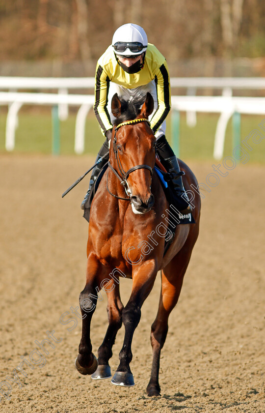 Father-Of-Jazz-0001 
 FATHER OF JAZZ (Callum Shepherd)
Lingfield 27 Feb 2021 - Pic Steven Cargill / Racingfotos.com