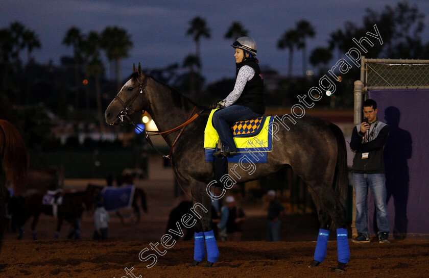 Arrogate-0004 
 ARROGATE training for The Breeders' Cup Classic at Del Mar 2 Nov 2017 - Pic Steven Cargill / Racingfotos.com