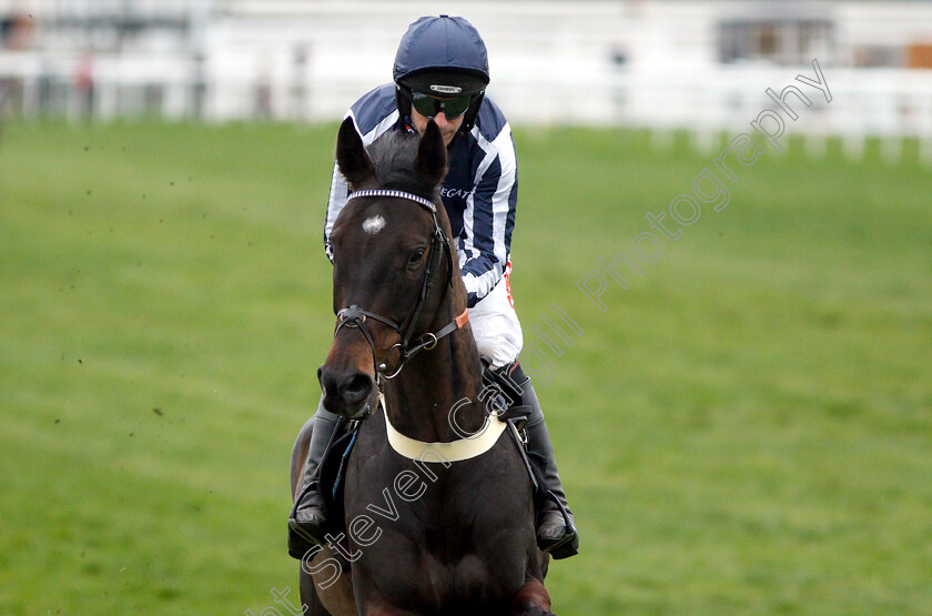 Nobby-0003 
 NOBBY (Wayne Hutchinson)
Newbury 22 Mar 2019 - Pic Steven Cargill / Racingfotos.com