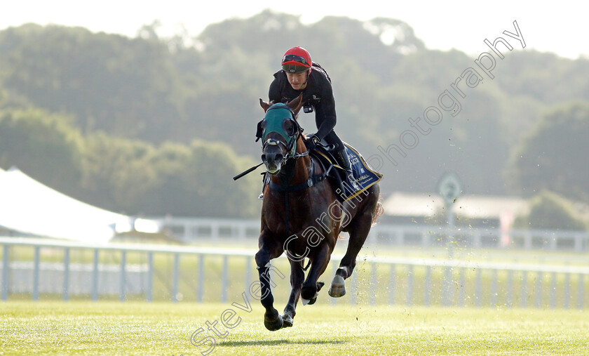 Cannonball-0015 
 CANNONBALL preparing for Royal Ascot
Ascot 14 Jun 2023 - Pic Steven Cargill / Racingfotos.com