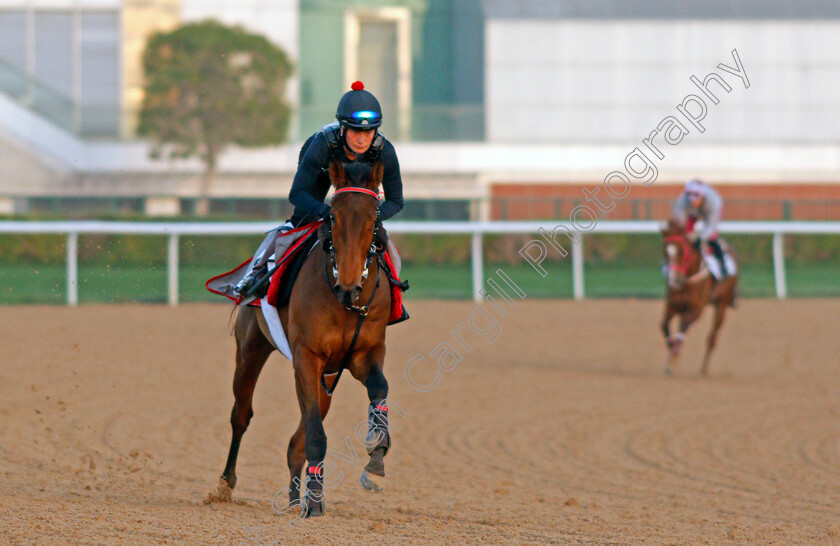 Mr-Professor-0001 
 MR PROFESSOR exercising for trainer Alice Haynes
Meydan, Dubai, 3 Feb 2022 - Pic Steven Cargill / Racingfotos.com