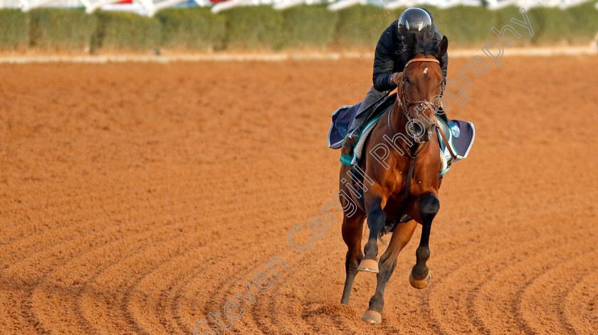 Cafe-Pharoah-0004 
 CAFE PHAROAH training for The Saudi Cup
King Abdulaziz Racecourse, Kingdom of Saudi Arabia, 22 Feb 2023 - Pic Steven Cargill / Racingfotos.com