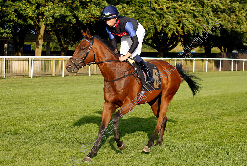 Cosmic-Force-0001 
 COSMIC FORCE (Fred Daly)
Newmarket 9 Aug 2024 - Pic Steven Cargill / Racingfotos.com