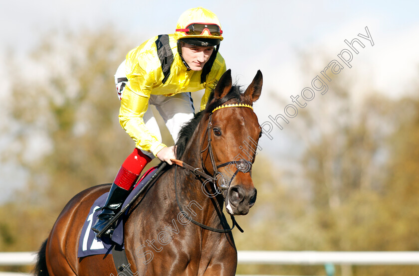 Sammarr-0002 
 SAMMARR (David Egan)
Lingfield 28 Oct 2021 - Pic Steven Cargill / Raingfotos.com