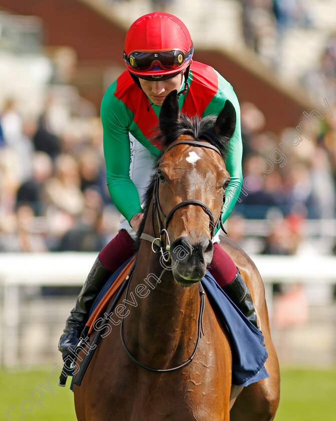 Luna-Dorada-0001 
 LUNA DORADA (Rob Hornby)
York 11 May 2022 - Pic Steven Cargill / Racingfotos.com