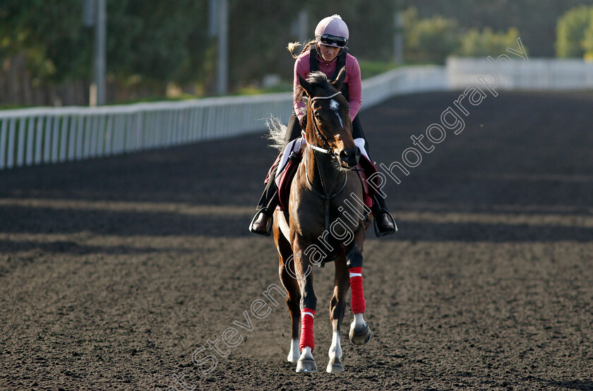 El-Bosnia-0001 
 EL BOSNIA training at the Dubai Racing Carnival 
Meydan 2 Jan 2025 - Pic Steven Cargill / Racingfotos.com