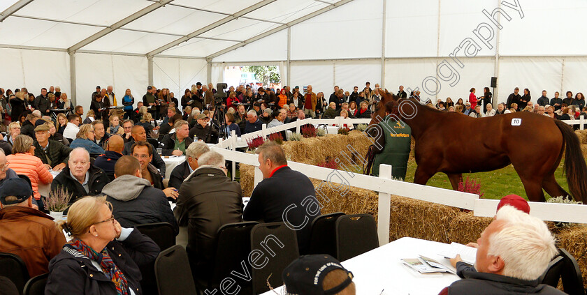 Stockholm-Yearling-Sale-0019 
 Scene during the Stockholm Yearling Sale
Bro, Sweden 22 Sep 2018 - Pic Steven Cargill / Racingfotos.com