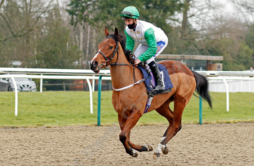 Halwa-Azyan-0001 
 HALWA AZYAN (Shane Gray)
Lingfield 6 Feb 2021 - Pic Steven Cargill / Racingfotos.com