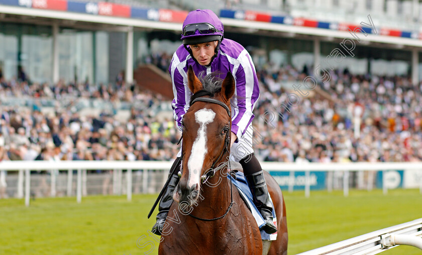 Constantinople-0002 
 CONSTANTINOPLE (Ryan Moore)
York 21 Aug 2019 - Pic Steven Cargill / Racingfotos.com