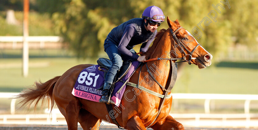 Albigna-0002 
 ALBIGNA (Shane Foley) training for the Breeders' Cup Juvenile Fillies Turf
Santa Anita USA 30 Oct 2019 - Pic Steven Cargill / Racingfotos.com