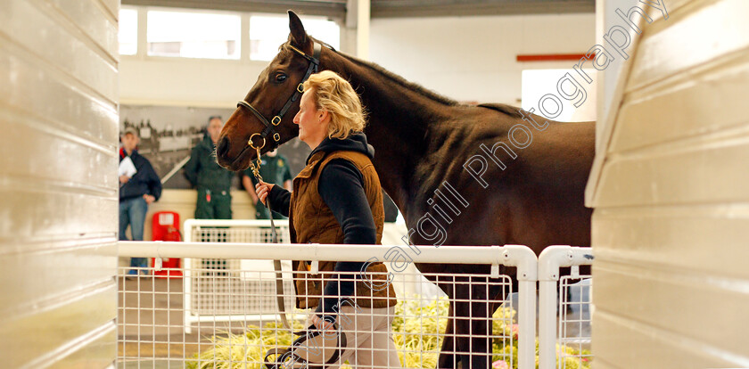 Ascot-sales-0002 
 A horse is led around for sale at the Tattersalls Ireland Ascot Breeze Up Sale 5 Apr 2018 - Pic Steven Cargill / Racingfotos.com