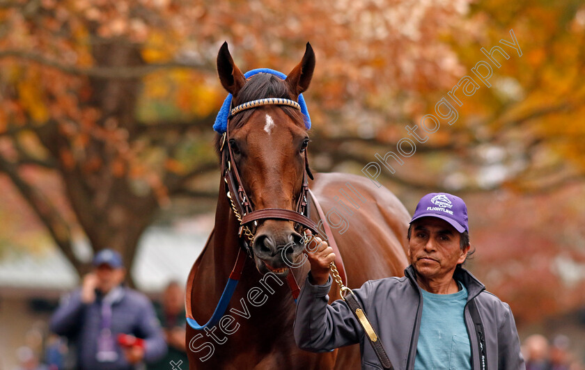 Flightline-0012 
 FLIGHTLINE training for the Breeders' Cup Classic
Keeneland USA 2 Nov 2022 - Pic Steven Cargill / Racingfotos.com