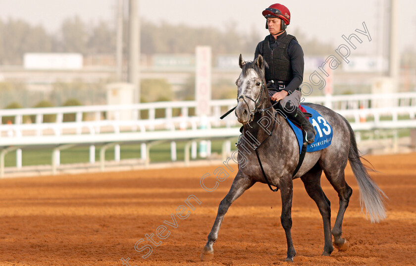 Speak-In-Colours-0001 
 SPEAK IN COLOURS preparing for The 1351 Cup
Riyadh Racetrack, Kingdom Of Saudi Arabia, 27 Feb 2020 - Pic Steven Cargill / Racingfotos.com