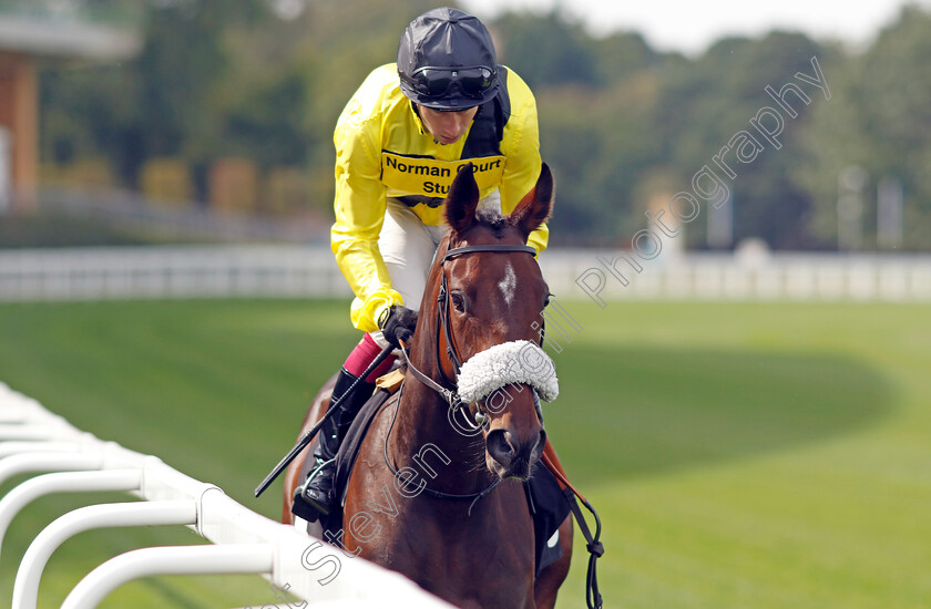 Miss-Information-0008 
 MISS INFORMATION (Oisin Murphy) winner of The Events At Ascot Christmas Parties British EBF Restricted Novice Stakes
Ascot 8 Sep 2023 - Pic Steven Cargill / Racingfotos.com