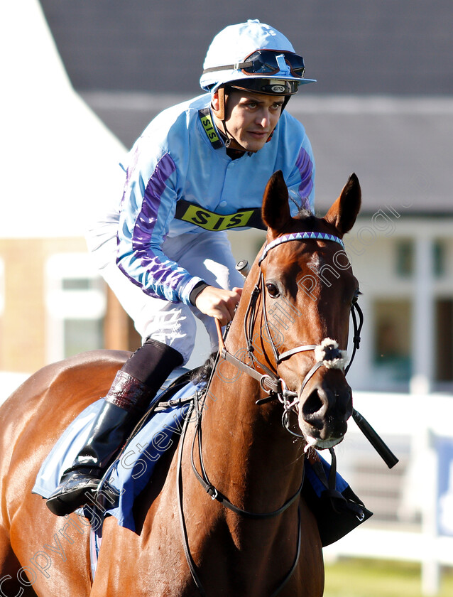 Percy s-Prince-0001 
 PERCY'S PRINCE (Ryan Tate)
Salisbury 3 Oct 2018 - Pic Steven Cargill / Racingfotos.com