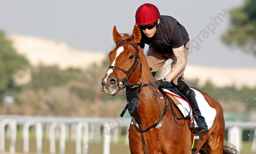 Sovereign-0004 
 SOVEREIGN training for the Bahrain International Trophy
Rashid Equestrian & Horseracing Club, Bahrain, 19 Nov 2020 - Pic Steven Cargill / Racingfotos.com