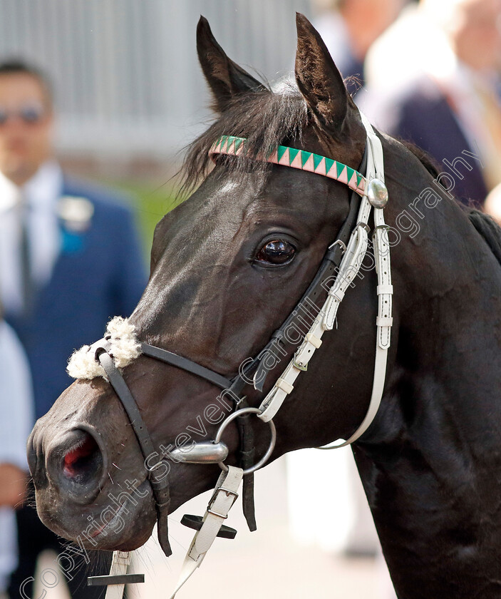 Pogo-0017 
 POGO after The Betfred John Of Gaunt Stakes
Haydock 28 May 2022 - Pic Steven Cargill / Racingfotos.com