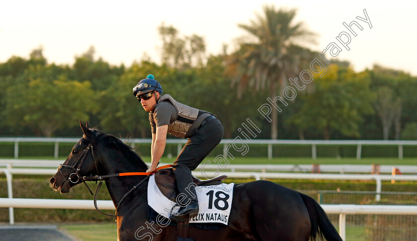 Felix-Natalis-0001 
 FELIX NATALIS training at the Dubai World Cup Carnival
Meydan 5 Jan 2023 - Pic Steven Cargill / Racingfotos.com