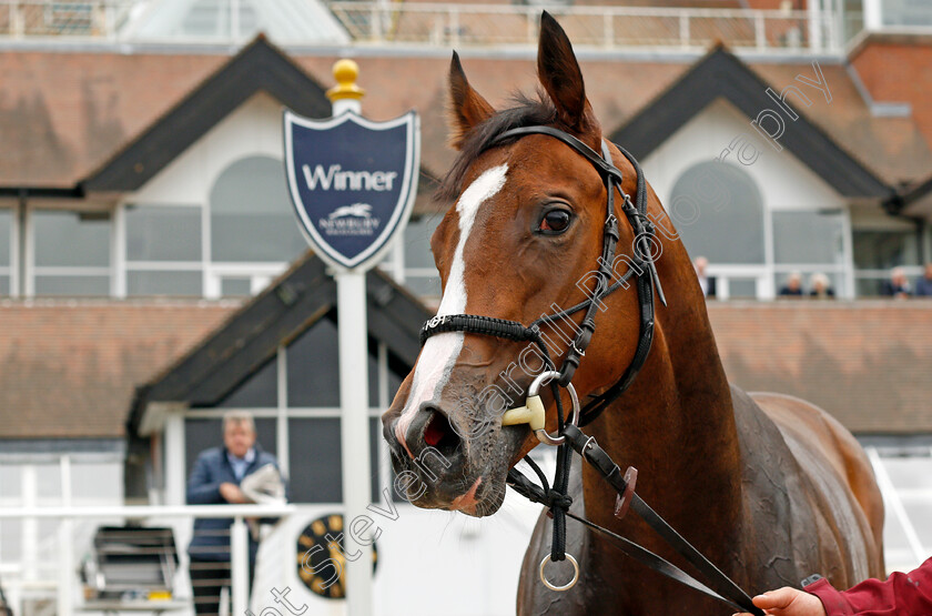 Tardis-0007 
 TARDIS after The BetVictor St Hugh's Stakes
Newbury 13 Aug 2021 - Pic Steven Cargill / Racingfotos.com