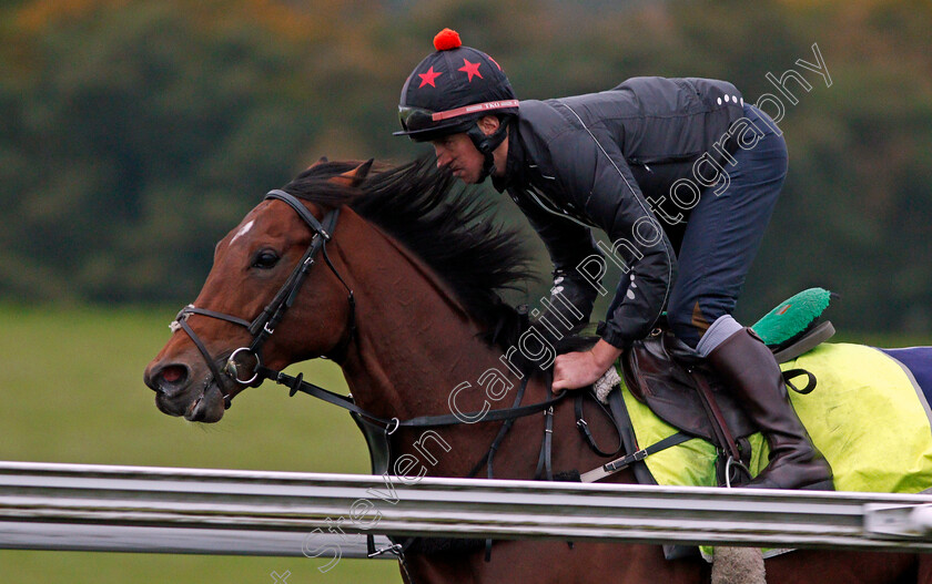 Cracksman-0002 
 CRACKSMAN cantering up Warren Hill in Newmarket 13 Oct 2017 - Pic Steven Cargill / Racingfotos.com