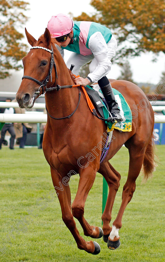 Quadrilateral-0001 
 QUADRILATERAL (Jason Watson) before winning The bet365 Fillies Mile
Newmarket 11 Oct 2019 - Pic Steven Cargill / Racingfotos.com