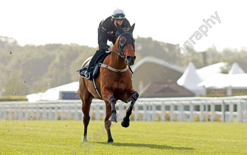 Home-Affairs-0011 
 HOME AFFAIRS - Australia to Ascot, preparing for the Royal Meeting.
Ascot 10 Jun 2022 - Pic Steven Cargill / Racingfotos.com