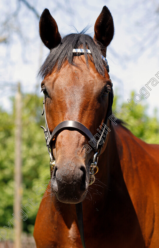 Elyaasaat-0006 
 ELYAASAAT Shadwell Stud 8 May 2018 - Pic Steven Cargill / Racingfotos.com