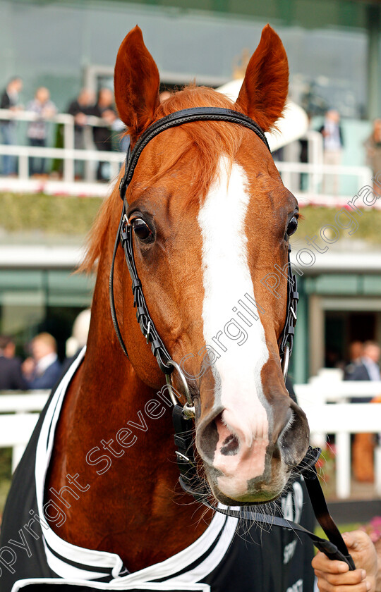 Nobly-Born-0007 
 NOBLY BORN after The Original Harrogate Water Handicap Ascot 6 Oct 2017 - Pic Steven Cargill / Racingfotos.com