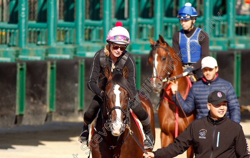 War-Of-Will-0008 
 WAR OF WILL exercising in preparation for the Preakness Stakes
Pimlico, Baltimore USA, 15 May 2019 - Pic Steven Cargill / Racingfotos.com