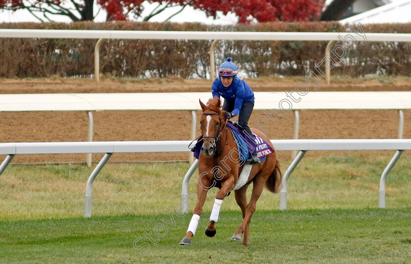 Creative-Force-0003 
 CREATIVE FORCE training for the Breeders' Cup Turf Sprint
Keeneland USA 1 Nov 2022 - Pic Steven Cargill / Racingfotos.com