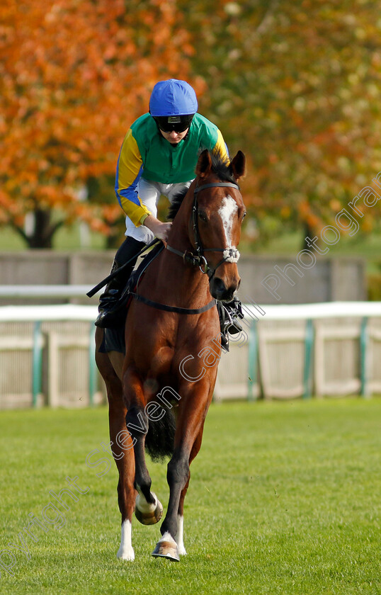 Just-Dawned-On-Me-0001 
 JUST DAWNED ON ME (Adam Farragher)
Newmarket 23 Oct 2024 - Pic Steven Cargill / Racingfotos.com