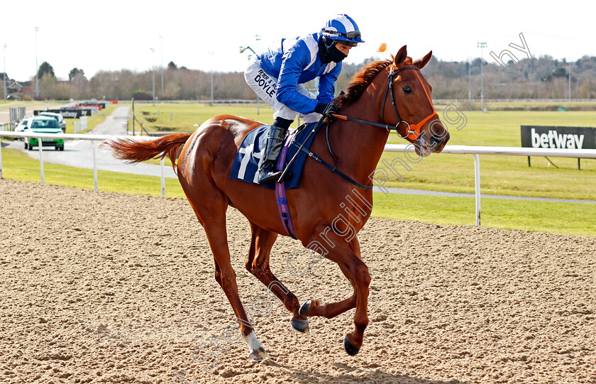 Tamyeez-0001 
 TAMYEEZ (Sean Levey)
Wolverhampton 13 Mar 2021 - Pic Steven Cargill / Racingfotos.com