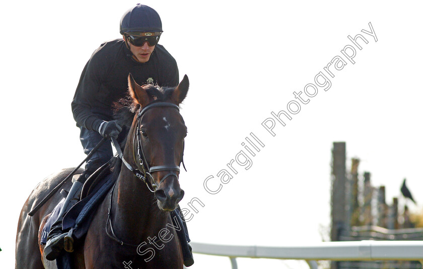 Young-Rascal-0011 
 YOUNG RASCAL (James Doyle) exercising at Epsom Racecourse in preparation for The Investec Derby, 22 May 2018 - Pic Steven Cargill / Racingfotos.com