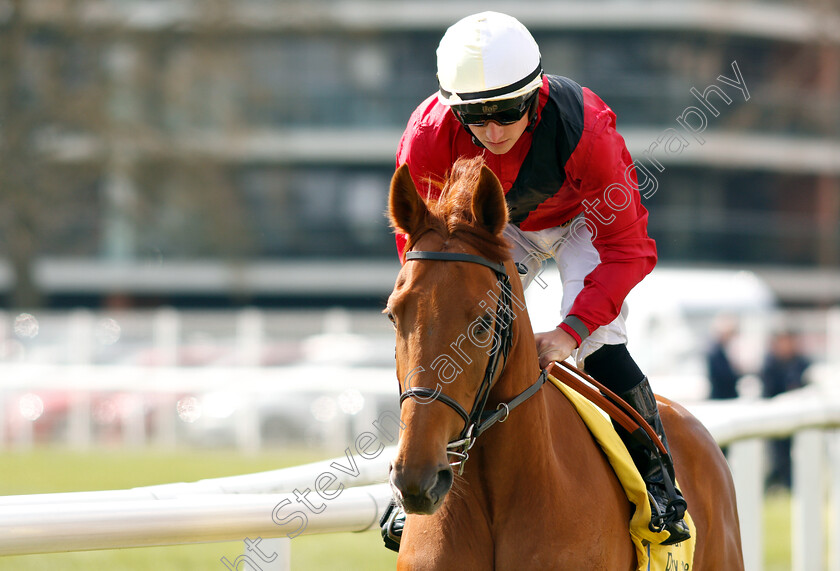 Star-Terms-0001 
 STAR TERMS (Tom Marquand) 
Newbury 13 Apr 2019 - Pic Steven Cargill / Racingfotos.com