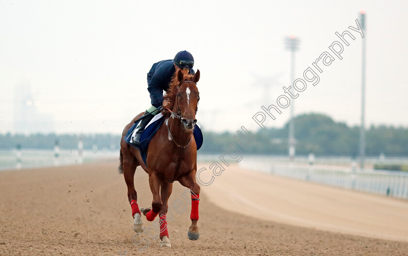 Demain-0001 
 DEMAIN training at the Dubai Racing Carnival
Meydan 1 Feb 2024 - Pic Steven Cargill / Racingfotos.com